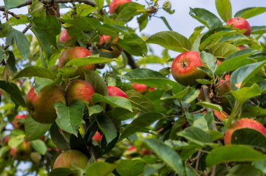 Armut dibine düşermiş.