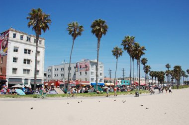 Gündüz vakti, sahildeki bazı palmiye ağaçlarının arka plandaki görüntüsü..