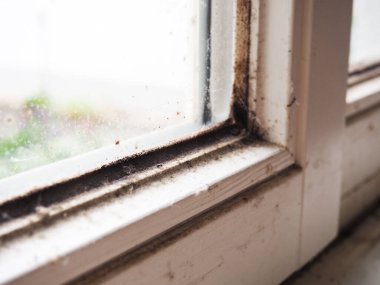 Beyaz ahşap pencere çerçevesinde siyah küf yakın plan.