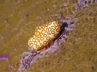 An underwater scene with flamingo tongue snail (cyphoma gibbosum)