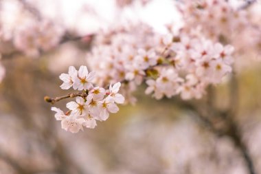 Kiraz çiçeklerinin sığ odak noktası (Prunus sargentii)