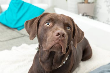 Kahverengi bir lobrador köpeği kanepede uzanıyor.