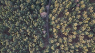 Almanya, Bavyera 'da sık ormanlardan geçen bir yolun kuş bakışı görüntüsü