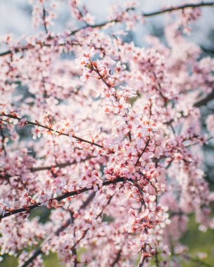 Güneşli bir günde bahçede kiraz çiçeklerinin yakın çekimi.
