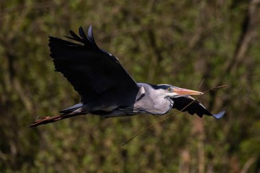 Elinde sopayla uçan bir balıkçıl resmi.