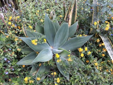 Bahçede aslanın kuyruğunun çiçek açtığı yakın plan bir fotoğraf.