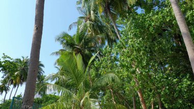 Güneşli bir yaz gününde kumsalda güzel bir palmiye manzarası.