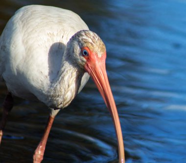 Napoli Florida 'da yiyecek arayan küçük bir gölde beyaz aynak.