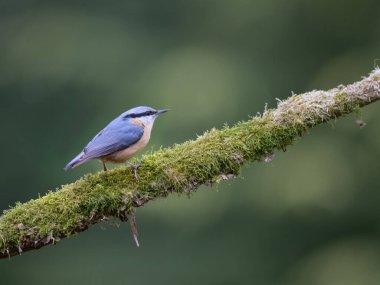 Mavi Avrasya tımarhanesi bulanık arkaplan üzerine tünemiş