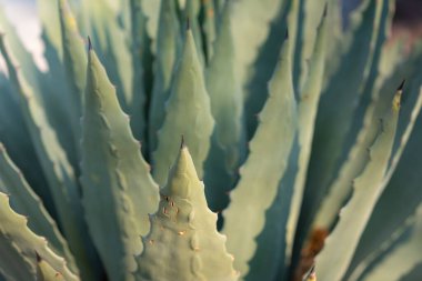 Bahçedeki bir aloe vera bitkisinin yakın çekimi.