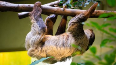 Güneş ışığı altında bir ağaç dalına asılı bir miskin hayvanın sığ odak görüntüsü.