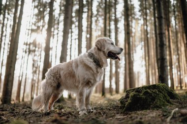 Golden Retriever 'ın ormanda dikey görüntüsü..