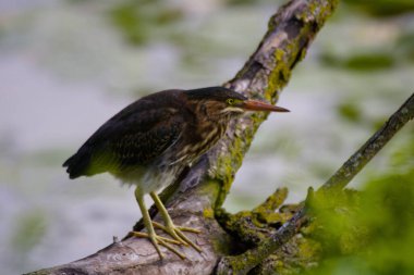 Bir dalın üzerine tünemiş Avrasyalı bir kuşun yakın plan çekimi.