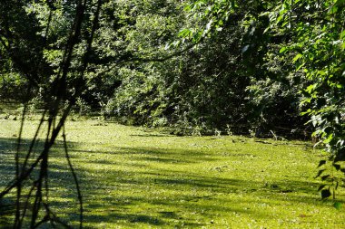 Güneşli bir günde yeşil bir orman