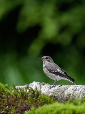 Bulanık yeşil arkaplanı olan bir parkta duran şirin, gri bir kuş.