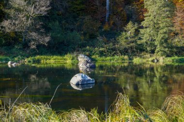 Parktaki yeşil ağaçların ortasında, gölde büyük bir kayanın olduğu güzel bir göl manzarası