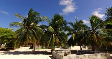Asya 'da mavi gökyüzünün altındaki palmiye ağaçları