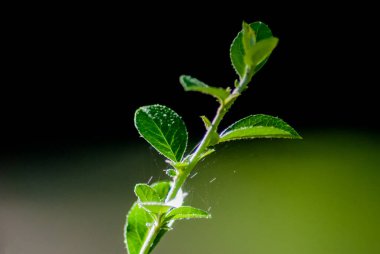 Üzerinde örümcek ağları olan bir bitkinin yakın çekimi.