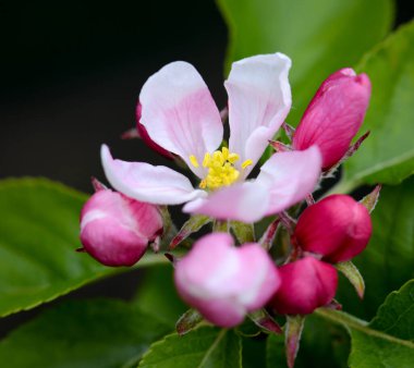 Çiçek açan kiraz çiçeklerinin yakın plan çekimi.