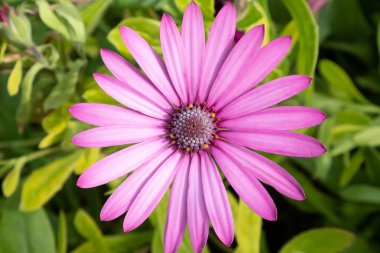 Bahçedeki güzel, mor bir Afrika papatya çiçeğinin yakın çekimi.