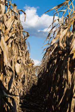Mavi bulutlu bir arkaplanda olgunlaşmış bir mısır tarlasının dikey görüntüsü