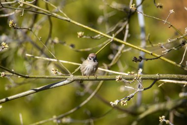 Dala tünemiş serçe kuşunun yakın plan çekimi.