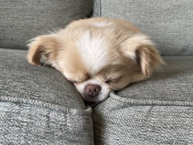 Kanepede uyuyan sevimli bir Japon çenesi.