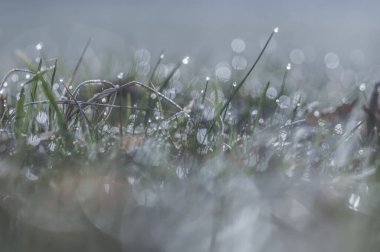 Su damlacıklarıyla kaplı yeşil çimenlerin seçici odağı
