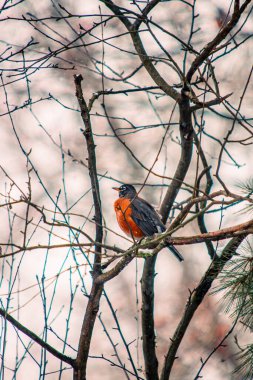 Robin 'in bir dala konmuş dikey görüntüsü.