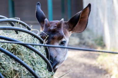 Yem atan birinin arkasından bakan bir okapi.