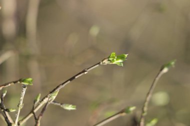 İngiliz anahtarında çiçek tomurcuklarının dikey görüntüsü.