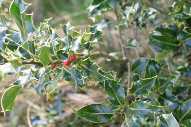 Güneşli bir günde bahçedeki çalılıklarda yetişen Ilex bitkisinin yakın plan fotoğrafı.