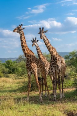 A vertical shot of a group of giraffes in a safari in Tanzania, Africa
