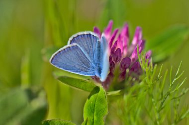 Mor çiçek ve yeşil yaprakların üzerinde mavi kelebek resmi.