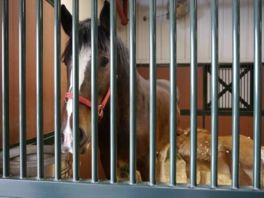 Boonville, Missouri 'deki Warm Springs Çiftliği' ndeki bir tezgahta Budweiser Clydesdale 'in portresi.
