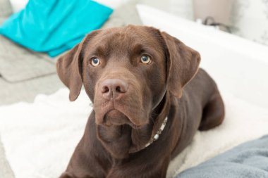 Evdeki yumuşak battaniyeye uzanmış kahverengi bir Labrador Retriever.