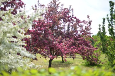 Gündüz vakti bahçede büyüyen bir elma ağacı..