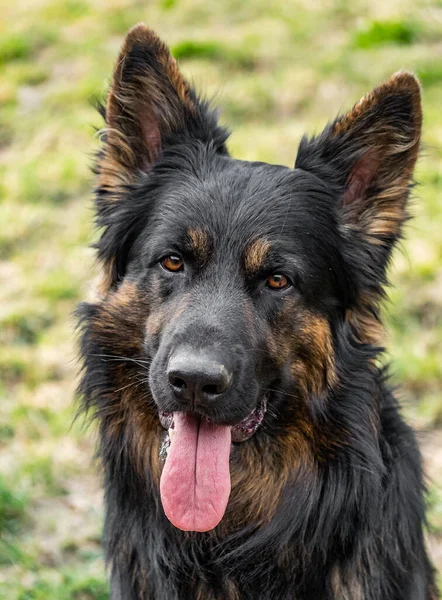 A vertical closeup of an old German Shepherd with its tongue out