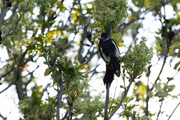 Primer Plano Hermoso Pájaro Dendrocopos Con Patrones Blancos Negros Árbol —  Fotos de Stock