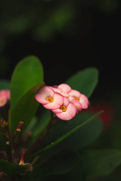 Vertical Shallow Focus Pink White Crown Thorns Euphorbia Mili Flowers — Stock Photo, Image