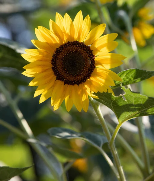 Mělké Zaměření Společné Slunečnice Rozmazaným Pozadím Zahradě — Stock fotografie