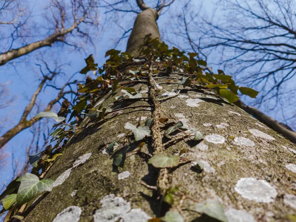 Ağaç Kabuğunda Yetişen Sarmaşık Bitkisinin Alçak Açısı Liken Ile Kaplıdır — Stok fotoğraf