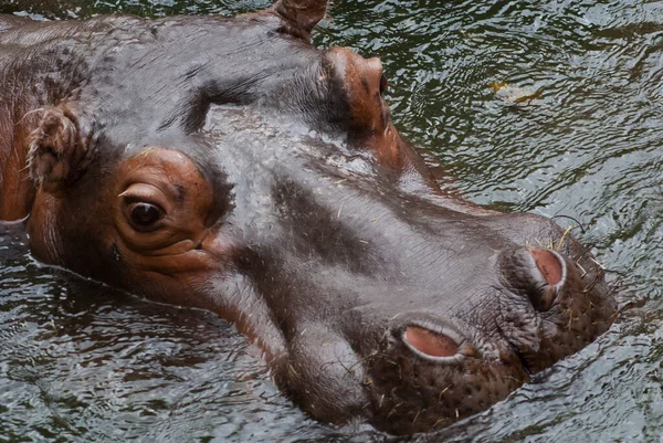 Nahaufnahme Eines Braunen Flusspferdkopfes Der Tagsüber Zoo Aus Dem Wasser — Stockfoto