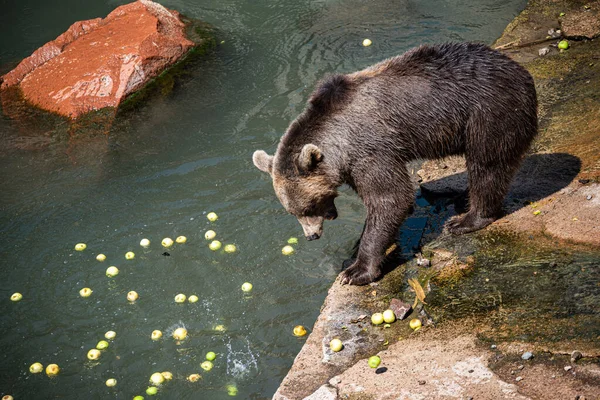 Closeup Brown Bear Zoo Standing Apples Thrown Visitors Ursus Arctos — Stock Photo, Image