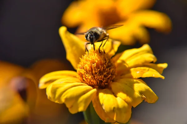 Primo Piano Ape Che Raccoglie Polline Fiore Giallo Brillante — Foto Stock