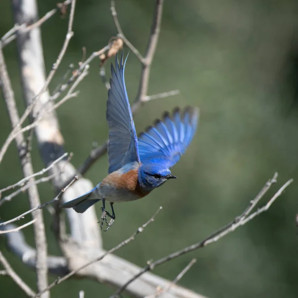 Eine Nahaufnahme Des Östlichen Blauvogels Der Mit Ästen Hintergrund Fliegt — Stockfoto