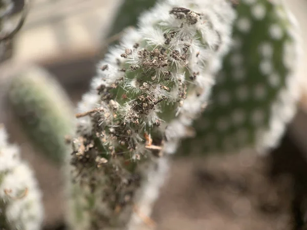 Wybiórcze Ujęcie Ostrości Kaktusa — Zdjęcie stockowe