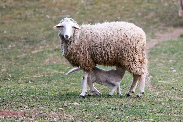 Närbild Ett Får Och Lem Det Vackra Fältet — Stockfoto