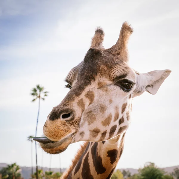 A portrait of a cute giraffe eating a leaf