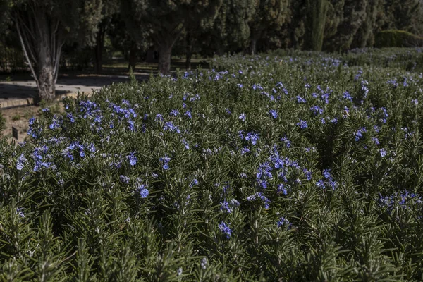 Las Flores National Botanical Garden Teherán Irán — Foto de Stock
